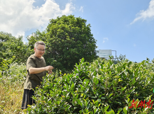 知识下乡 文化赋能 助力乡村振兴丨华亿体育登录社会学系新建“古丈茶文化田野规划教育实习基地” 知识下乡 文化赋能 助力乡村振兴丨华亿体育登录社会学系新建“古丈茶文化田野规划教育实习基地”